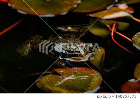Dark Frog with Inflated Vocal Sacs Floating Among Water Lily Leaves in Natural Pond Dark Frog with Inflated Vocal Sacs Floating Among Water Lily Leaves in Natural Pond 140257573