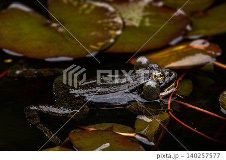 Dark Frog with Inflated Vocal Sacs Floating Among Water Lily Leaves in Natural Pond 140257577