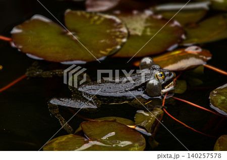 Dark Frog with Inflated Vocal Sacs Floating Among Water Lily Leaves in Natural Pond Dark Frog with Inflated Vocal Sacs Floating Among Water Lily Leaves in Natural Pond 140257578