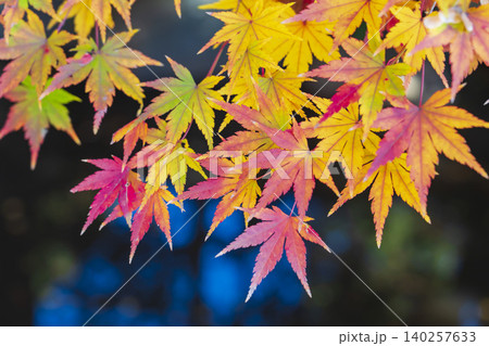 鮮やかな「いろは紅葉」 140257633