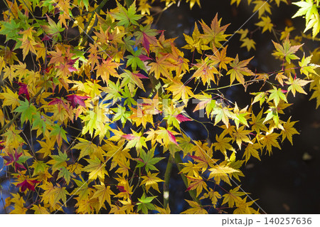 鮮やかな「いろは紅葉」 鮮やかな「いろは紅葉」 140257636