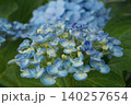 花弁が丸まっている青い紫陽花 140257654