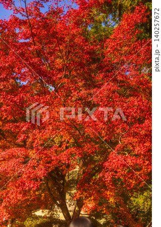 Vibrant red maple leaves create a stunning canopy against a clear blue sky Vibrant red maple leaves create a stunning canopy against a clear blue sky 140257672