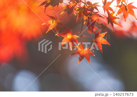 Vibrant autumn maple leaves glowing in the warm sunlight with a soft bokeh background Vibrant autumn maple leaves glowing in the warm sunlight with a soft bokeh background 140257673