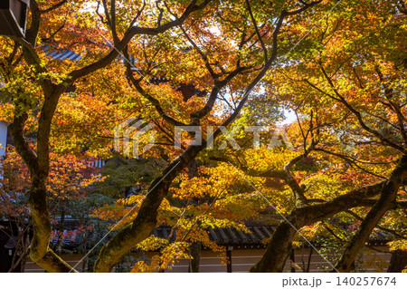 Vibrant autumn maple leaves glowing in warm sunlight, a beautiful natural scene Vibrant autumn maple leaves glowing in warm sunlight, a beautiful natural scene 140257674