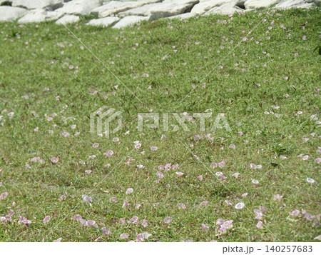 ハマヒルガオの桃色の花 ハマヒルガオの桃色の花 140257683