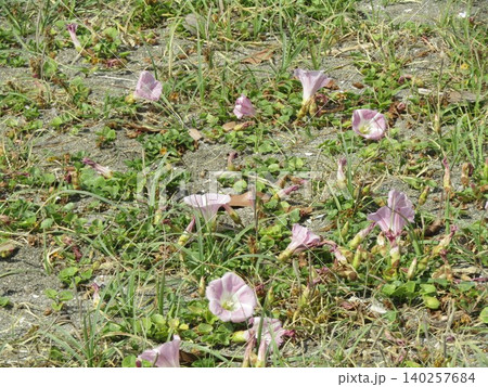 ハマヒルガオの桃色の花 ハマヒルガオの桃色の花 140257684
