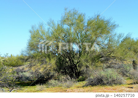 Palo Verde Tree, Sonora Desert, Mid Winter Palo Verde Tree, Sonora Desert, Mid Winter 140257710