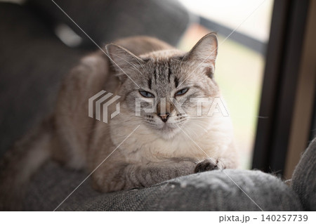 ソファの上でリラックスしてこちらを見つめるシャムトラの猫 ソファの上でリラックスしてこちらを見つめるシャムトラの猫 140257739
