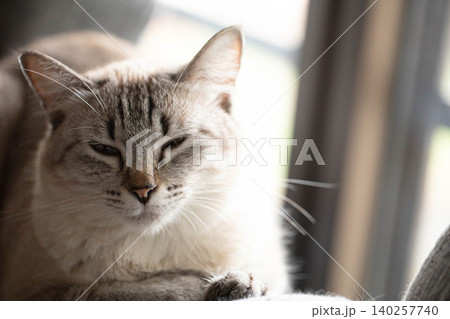 ソファの上でリラックスしてこちらを見つめるシャムトラの猫 ソファの上でリラックスしてこちらを見つめるシャムトラの猫 140257740