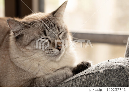 ソファの上でリラックスしてこちらを見つめるシャムトラの猫 ソファの上でリラックスしてこちらを見つめるシャムトラの猫 140257741