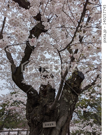 日本の代表的な桜ソメイヨシノ 日本の代表的な桜ソメイヨシノ 140257745