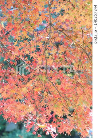 紅葉した葉 紅葉した葉 140257844