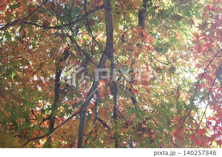 紅葉した葉 紅葉した葉 140257846
