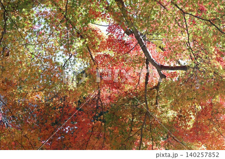 紅葉した葉 紅葉した葉 140257852