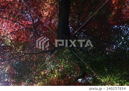 紅葉した葉 紅葉した葉 140257854