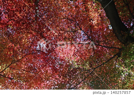 紅葉した葉 紅葉した葉 140257857