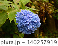 自然の中でたくましく咲く紫陽花 140257919