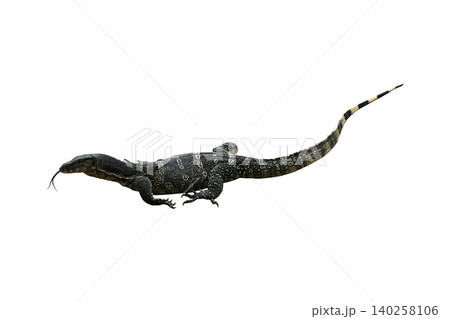 Asian water monitor(Varanus salvator) Asian water monitor(Varanus salvator) 140258106