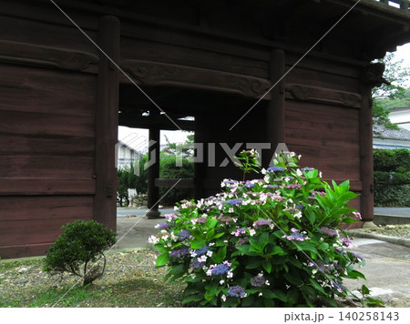 豊橋市　赤岩寺（せきがんじ）　大門のそばの美しい紫陽花 140258143