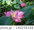 豊橋市　赤岩寺　美しい蓮の花 140258148