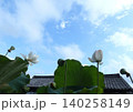 豊橋市　赤岩寺　晴れた空に浮かぶ白い蓮の花 140258149