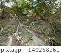 豊橋市　赤岩寺　羊歯の生える巨岩と樹木　 140258161