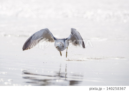 海面を飛ぶウミネコ 海面を飛ぶウミネコ 140258367