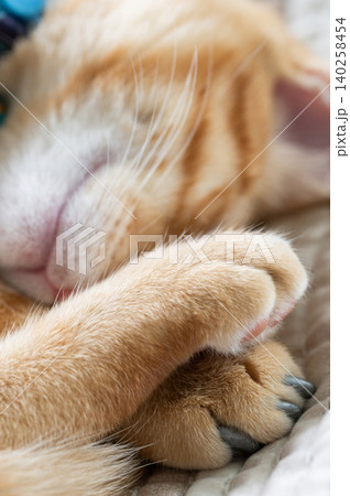 Grey cover protection on claw paws Grey cover protection on claw paws 140258454