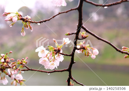 皇居乾通りから見る桜 マクロ 皇居乾通りから見る桜 マクロ 140258506