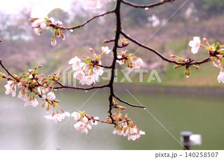 皇居乾通りから見る桜 マクロ 皇居乾通りから見る桜 マクロ 140258507