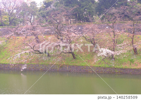 皇居乾通りから見る桜 皇居乾通りから見る桜 140258509