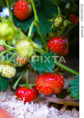 ドルチェベリー イチゴ 苺 家庭菜園 ドルチェベリー イチゴ 苺 家庭菜園 140258558