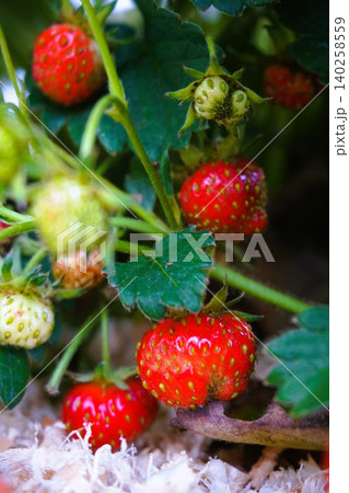 ドルチェベリー イチゴ 苺 家庭菜園 ドルチェベリー イチゴ 苺 家庭菜園 140258559