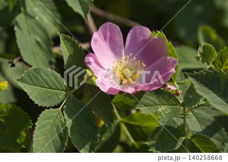 Pink Wild Rose Flower Blooming on Bush Closeup Pink Wild Rose Flower Blooming on Bush Closeup 140258668