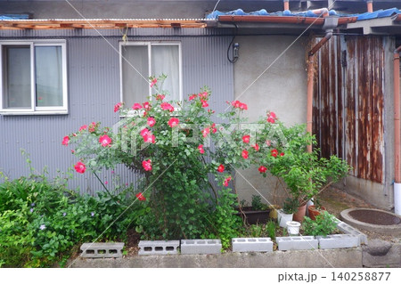住宅街の花 140258877
