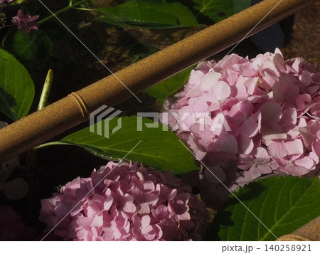 紫陽花の花手水 140258921