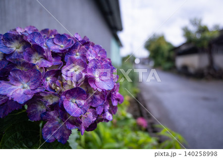 静かな道沿いに咲く初夏の紫陽花 静かな道沿いに咲く初夏の紫陽花 140258998
