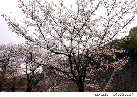 石垣と桜 石垣と桜 140259114