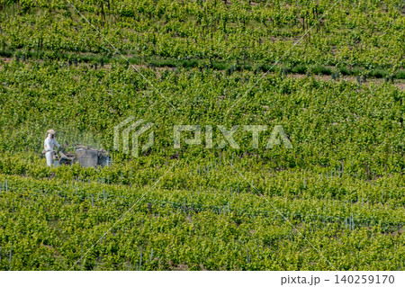 Vineyard spraying with tractor in Champagne region, France Vineyard spraying with tractor in Champagne region, France 140259170