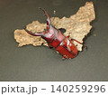 リュウキュウノコギリクワガタ赤色タイプ 140259296