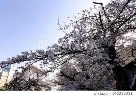桜アップ マクロ 桜アップ マクロ 140259351