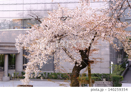 桜アップ マクロ 桜アップ マクロ 140259354