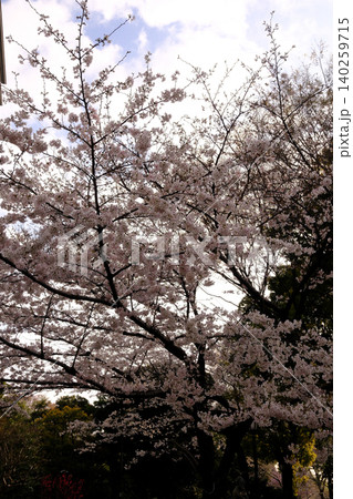 曇り空と桜 白 曇り空と桜 白 140259715