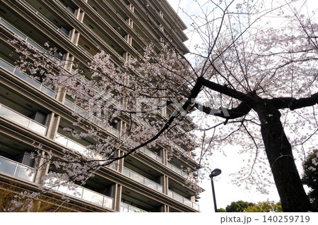 曇り空と桜 白 曇り空と桜 白 140259719