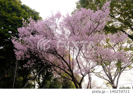 曇り空と桜 白 曇り空と桜 白 140259721