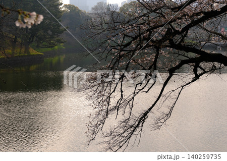 曇り空と桜　白 140259735