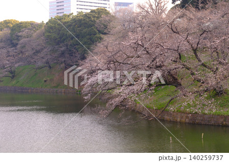 曇り空と桜　白 140259737