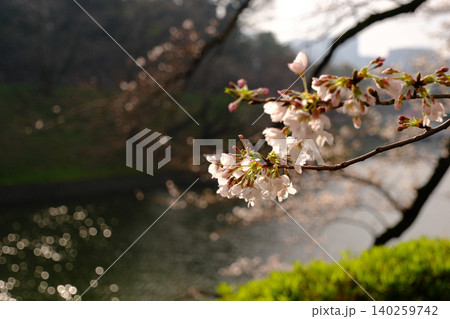 曇り空と桜 白 曇り空と桜 白 140259742