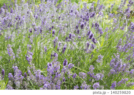 Purple Lavender Bush in Sunny Garden Purple Lavender Bush in Sunny Garden 140259820